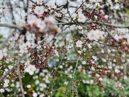 微信圖片_20241223142423 微信圖片_20241223142423